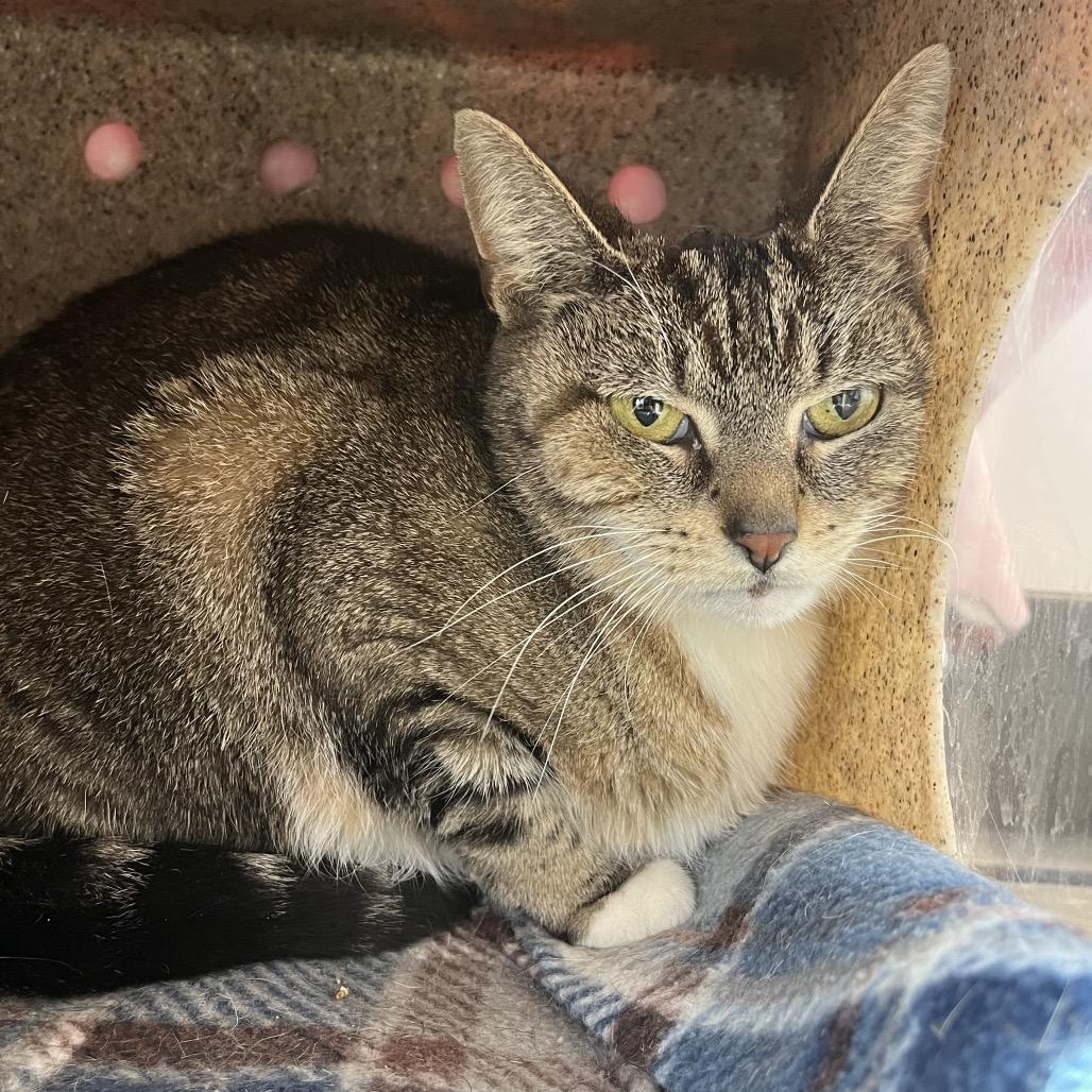 Enlarge Frappuccino, a Adoptable American Shorthair in Fort Wayne, IN image 3/6