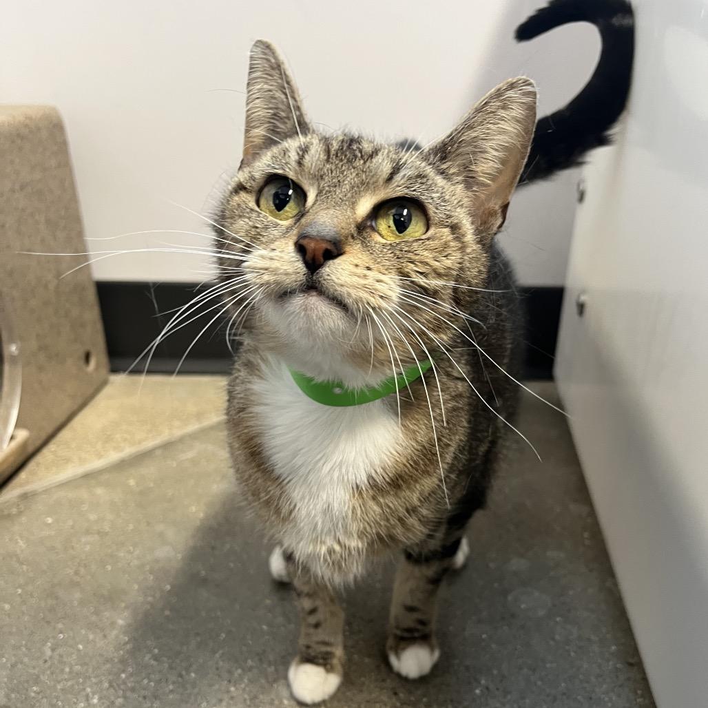 Enlarge Frappuccino, a Adoptable American Shorthair in Fort Wayne, IN image 4/6