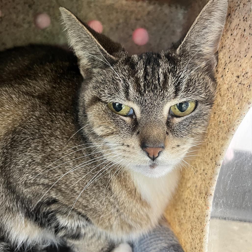 Enlarge Frappuccino, a Adoptable American Shorthair in Fort Wayne, IN image 5/6
