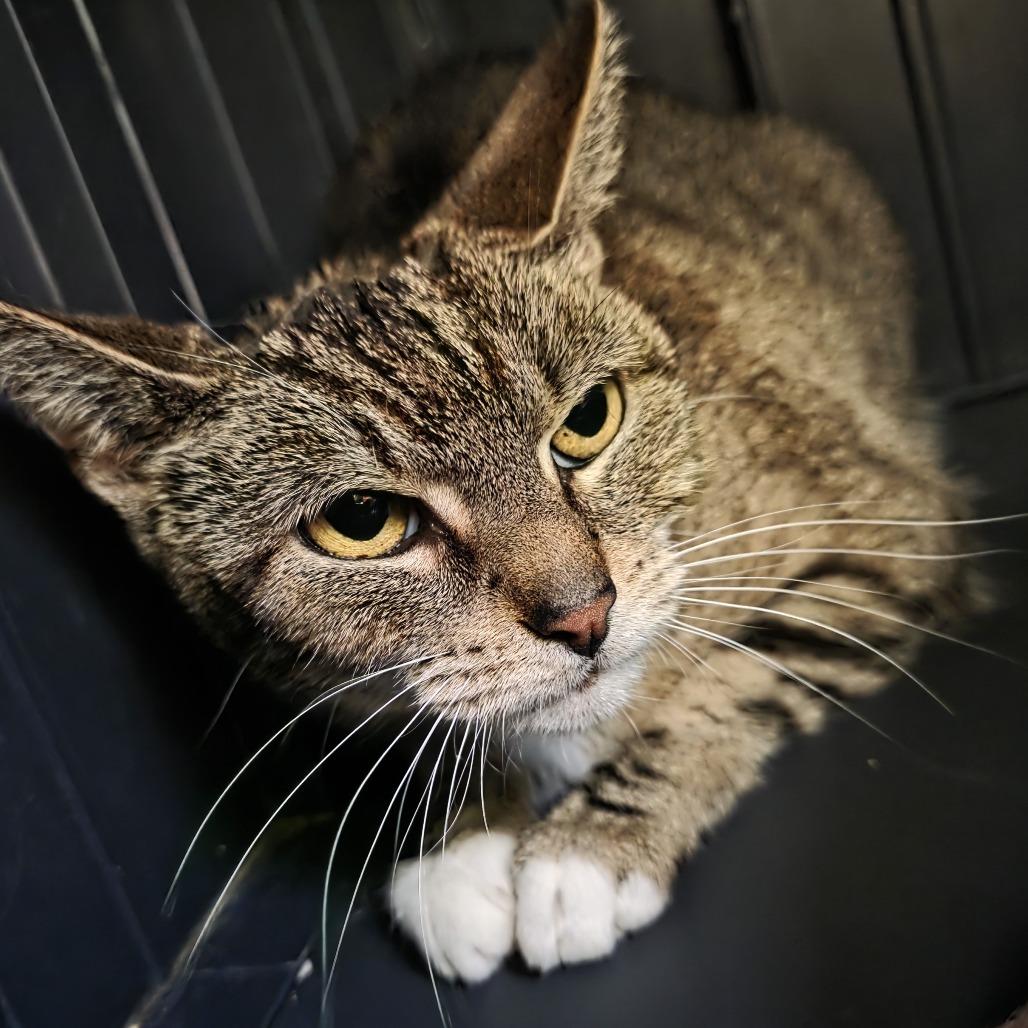 Enlarge Frappuccino, a Adoptable American Shorthair in Fort Wayne, IN image 6/6