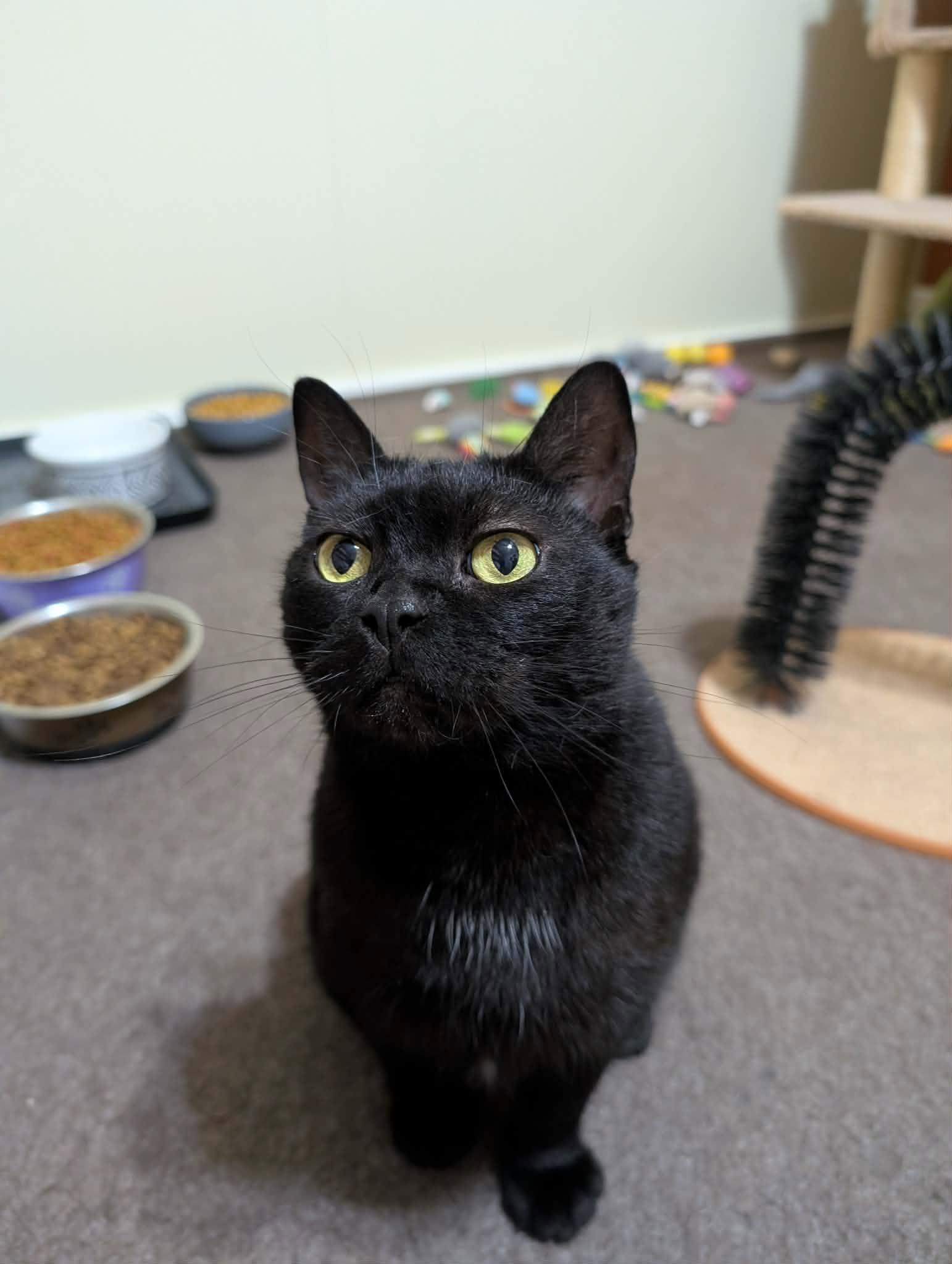 Enlarge MARY (bonded with SARA), a Adoptable Domestic Short Hair in Tillsonburg, ON image 1/2