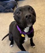 Enlarge Obsidian, an adopted Pit Bull Terrier in Hilliard, OH image 1/3