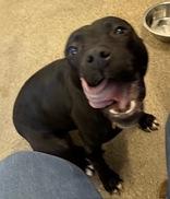Enlarge Obsidian, an adopted Pit Bull Terrier in Hilliard, OH image 3/3