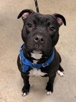 Enlarge Obsidian, an adopted Pit Bull Terrier in Hilliard, OH image 2/3