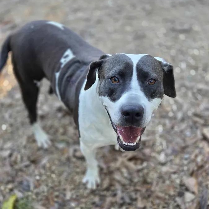 Enlarge Kathy, a Adoptable mixed breed in Madison, MS image 1/3