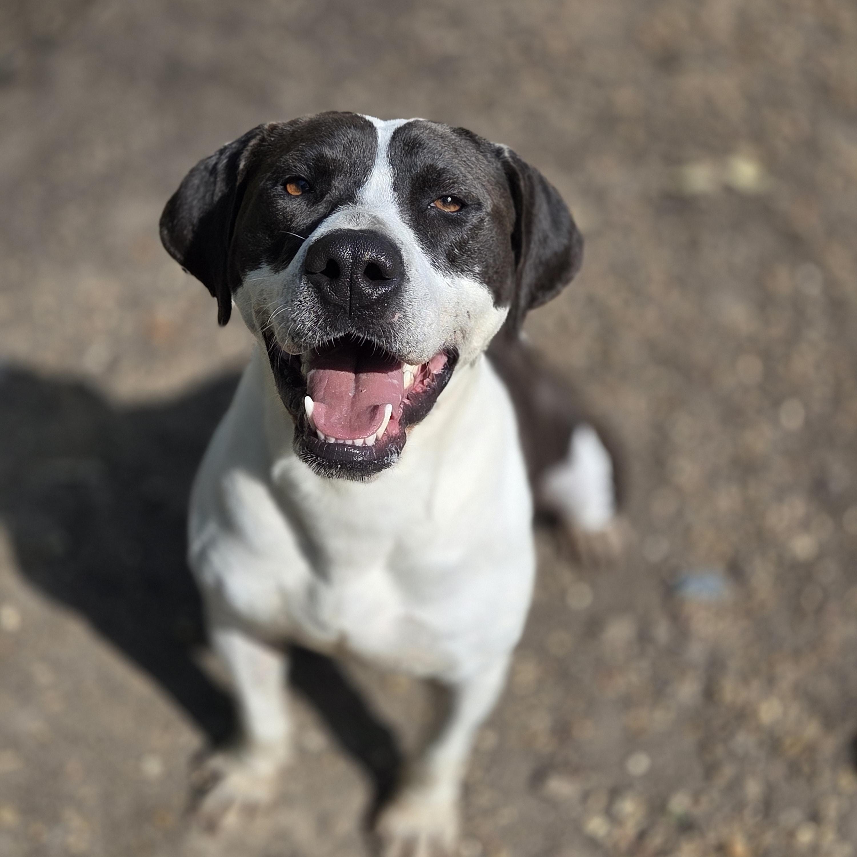 Kathy, Adoptable, Adult Female Pit Bull Terrier.