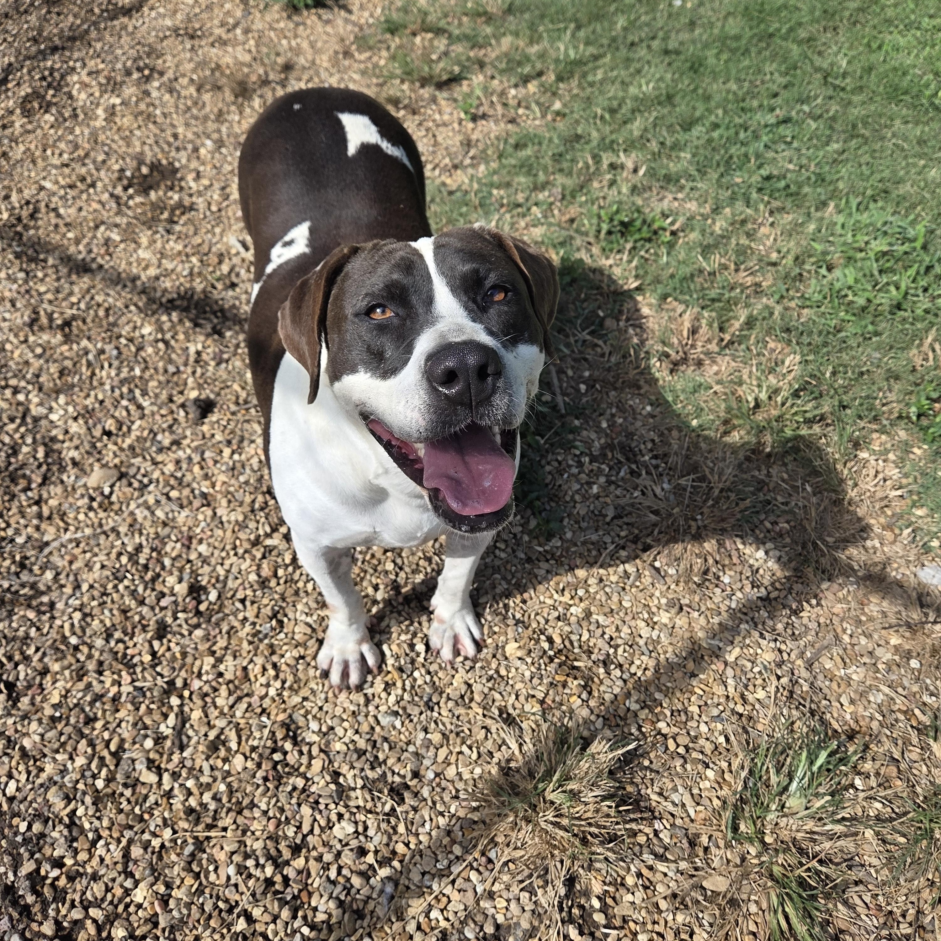 Enlarge Kathy, a Adoptable mixed breed in Madison, MS image 3/3