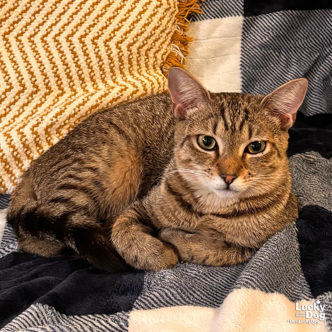Lacey, Adoptable, Young Female Domestic Short Hair.