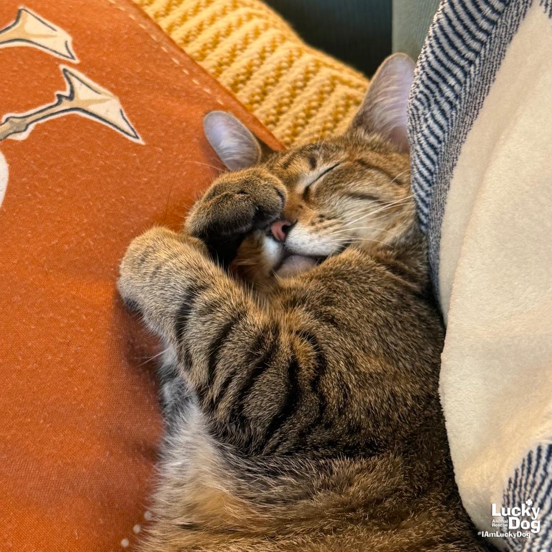 Enlarge Lacey, a Adoptable Domestic Short Hair in Washington, DC image 2/3