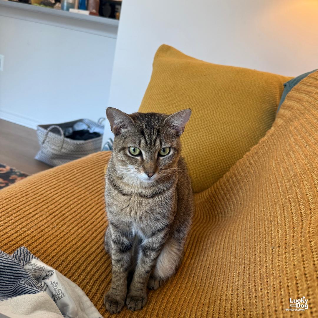 Enlarge Lacey, a Adoptable Domestic Short Hair in Washington, DC image 3/3