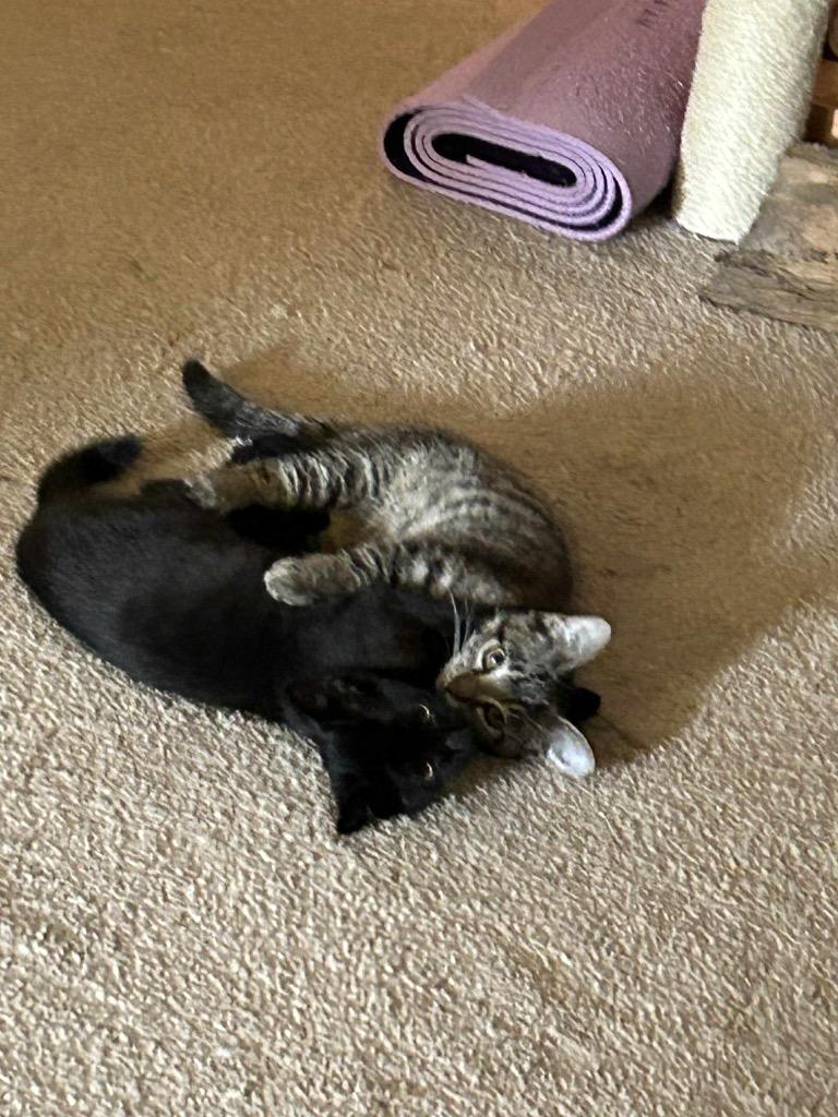 Bernard, a Adoptable mixed breed in Claremore, OK image 1/4