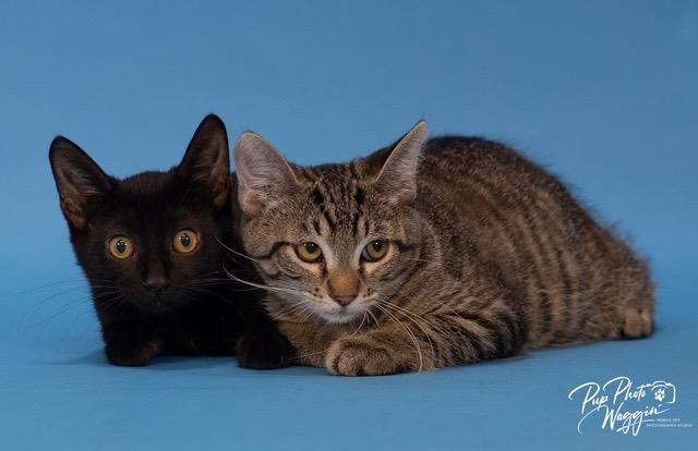 Bernard, Adoptable, Young Male Domestic Short Hair.