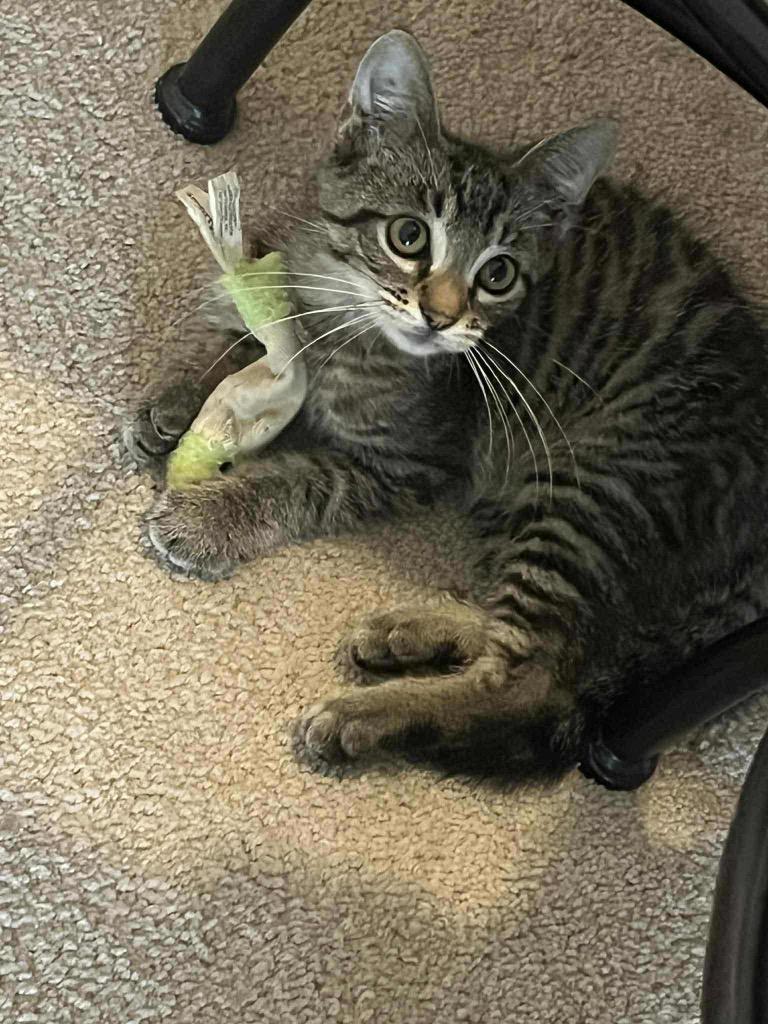 Enlarge Bernard, a Adoptable mixed breed in Claremore, OK image 3/4