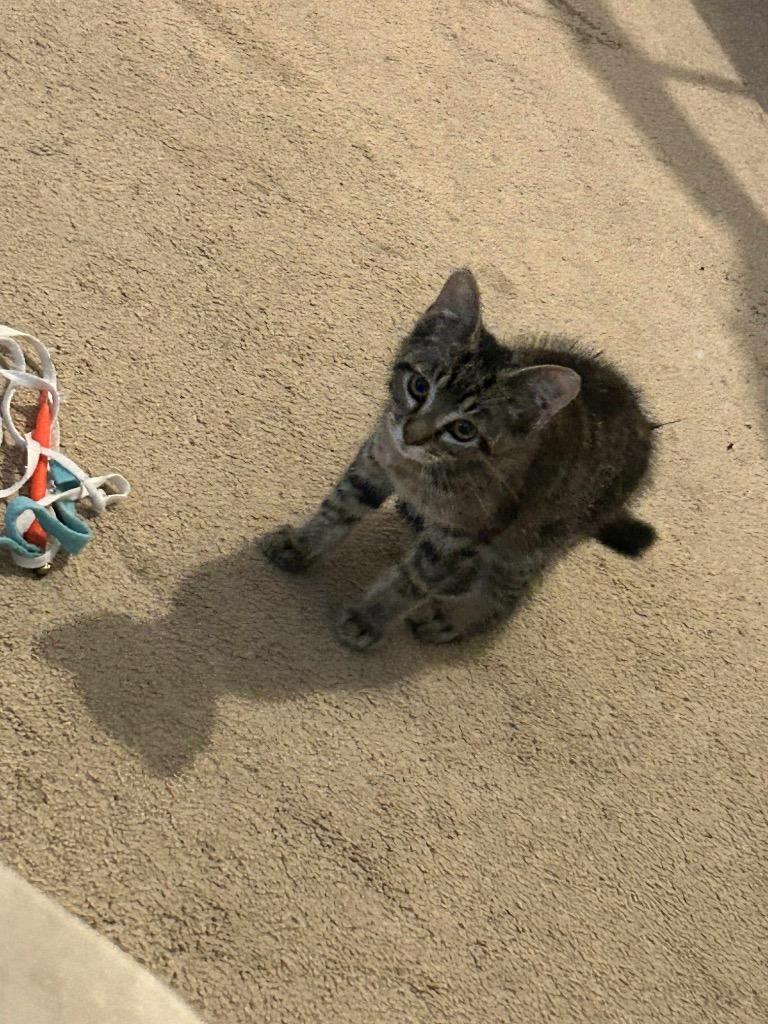 Bernard, a Adoptable mixed breed in Claremore, OK image 4/4