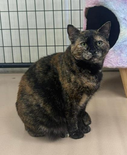 Katlyn, ADOPTABLE, Adult Female Domestic Short Hair.