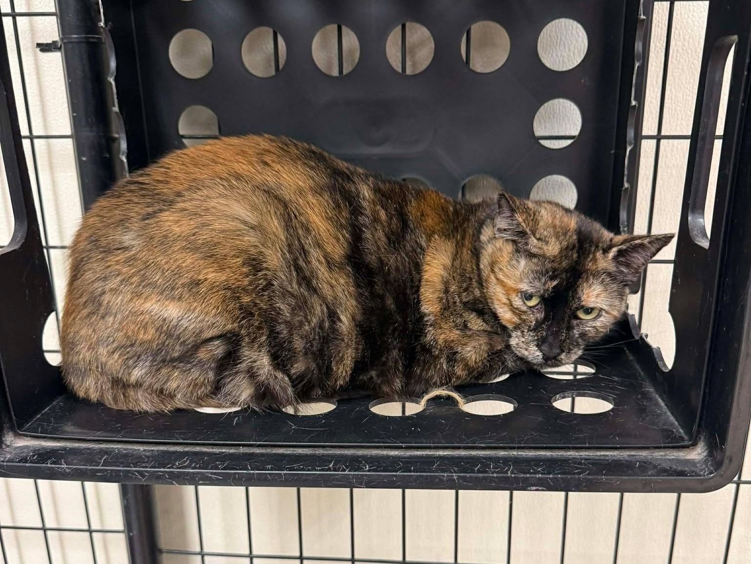 Katlyn, ADOPTABLE, Adult Female Domestic Short Hair.