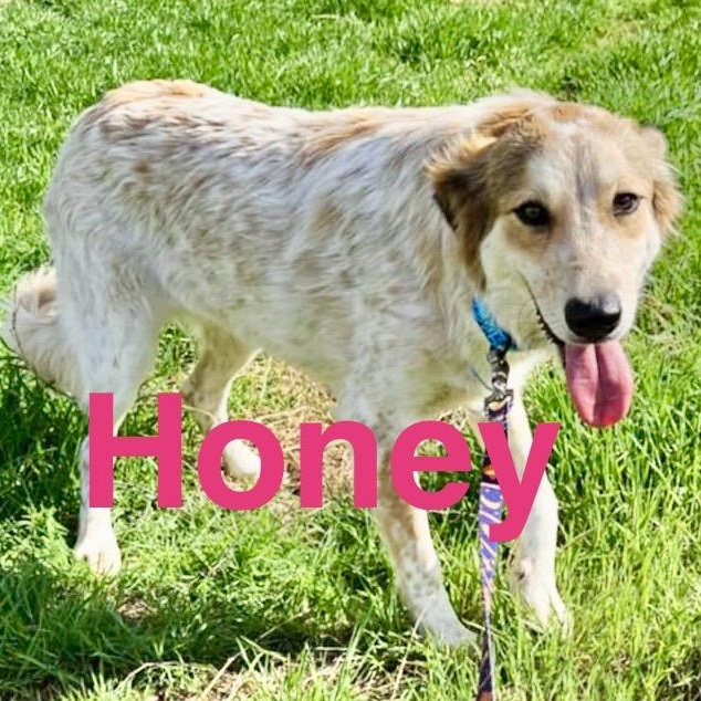Honey