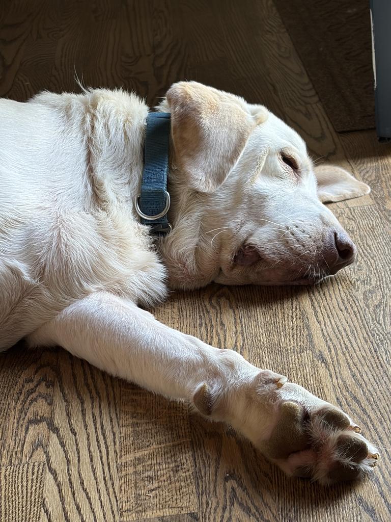 Enlarge Sebastian, a ADOPTABLE Labrador Retriever in Bowdoin, ME image 3/5