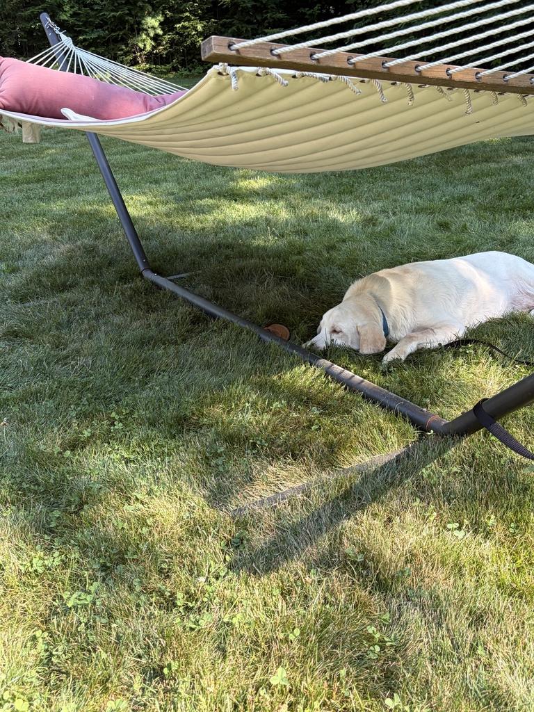 Enlarge Sebastian, a ADOPTABLE Labrador Retriever in Bowdoin, ME image 5/5