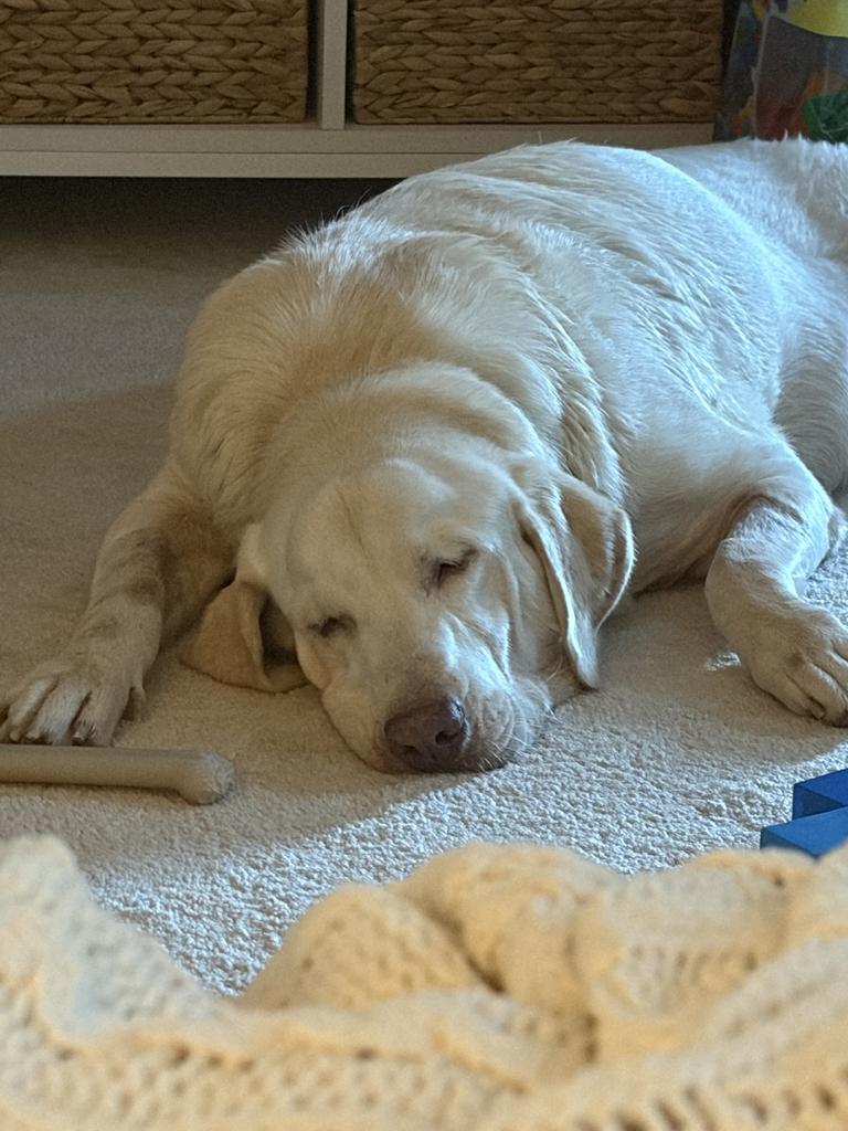 Enlarge Sebastian, a ADOPTABLE Labrador Retriever in Bowdoin, ME image 2/5