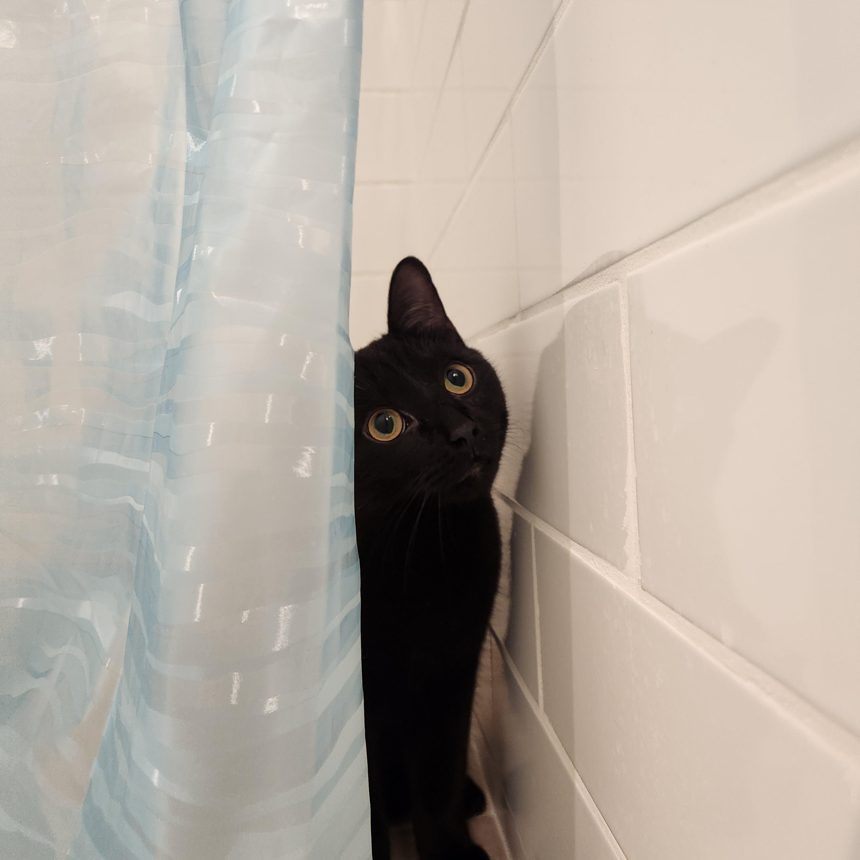 Enlarge Thunder *MUST BE ADOPTED AS A BUDDY CAT*, an adopted Domestic Short Hair in Toronto, ON image 2/3