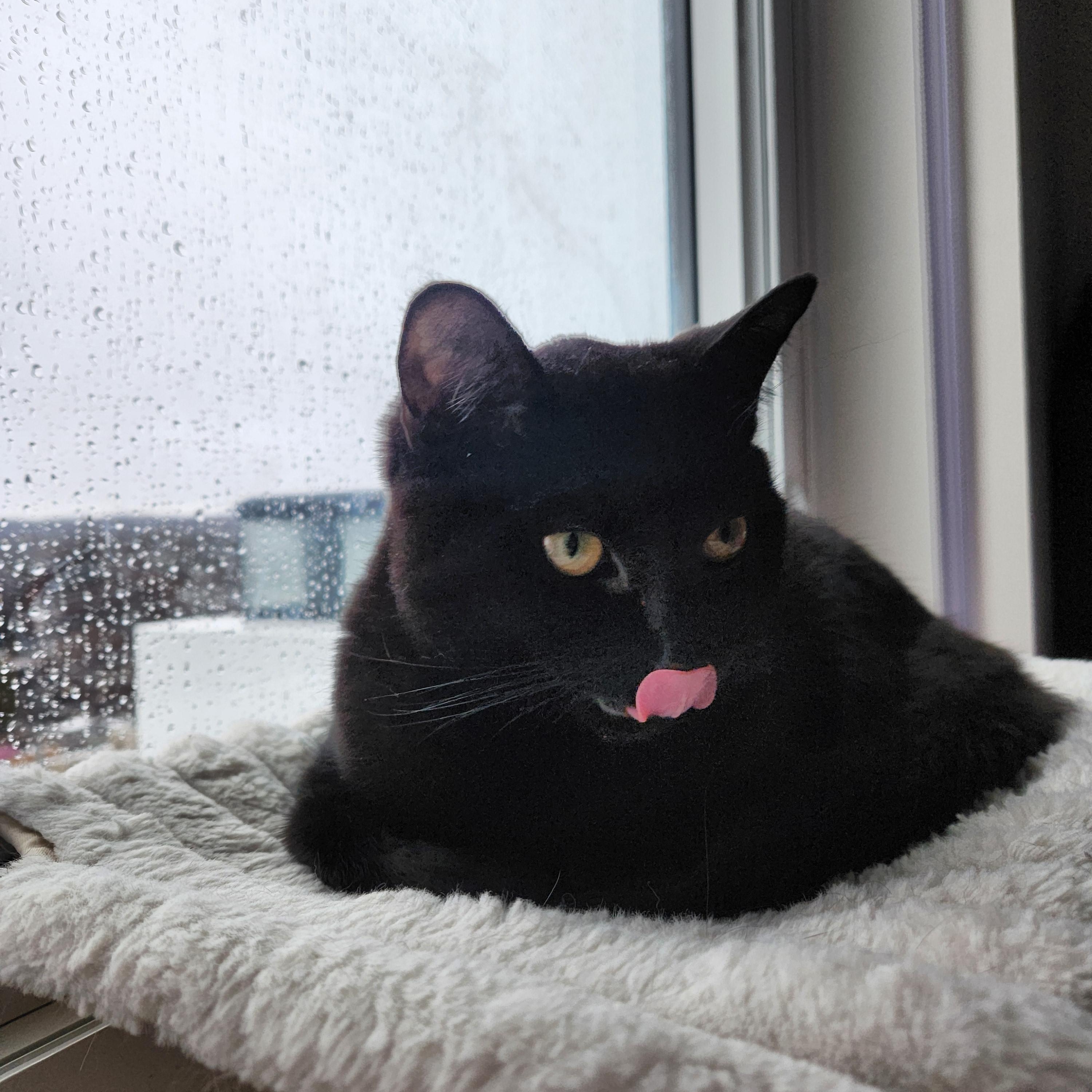 Enlarge Thunder *MUST BE ADOPTED AS A BUDDY CAT*, an adopted Domestic Short Hair in Toronto, ON image 3/3