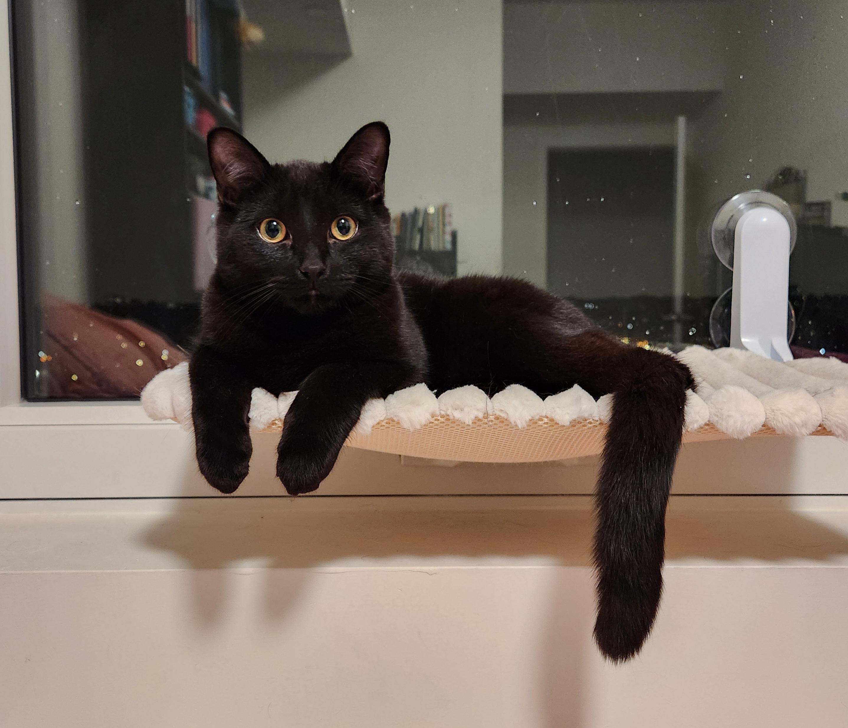Thunder *MUST BE ADOPTED AS A BUDDY CAT*, adopted, Young Male Domestic Short Hair.