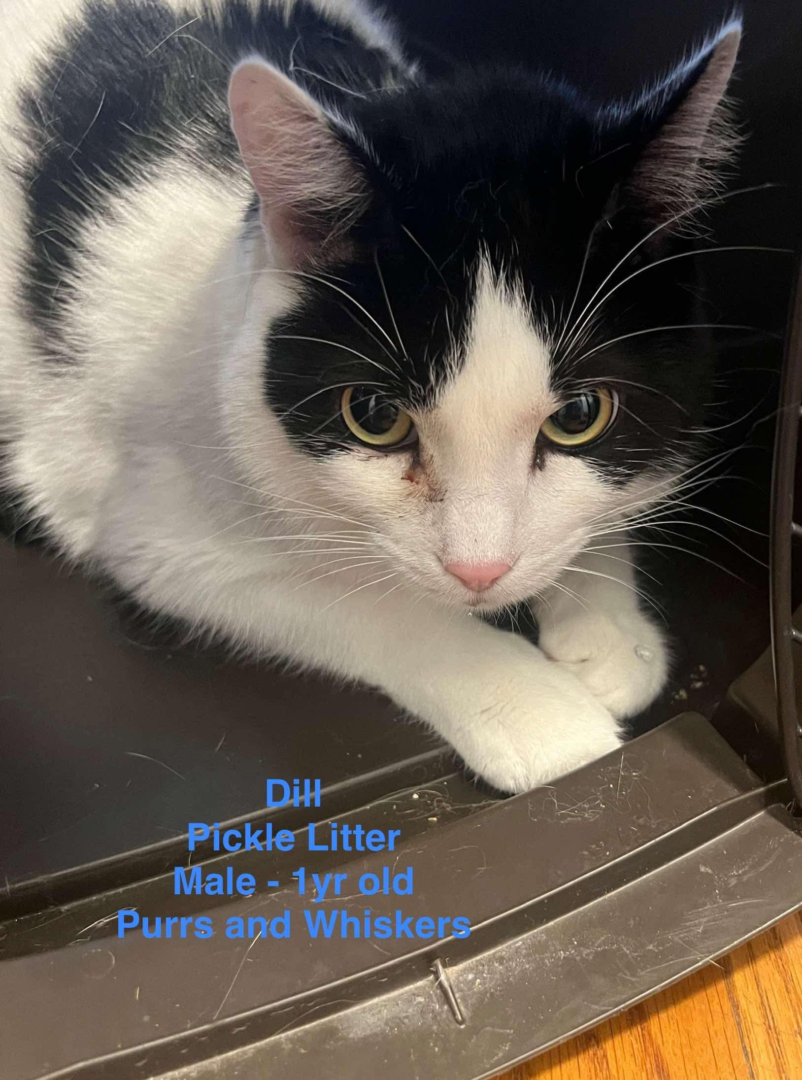 Dill, an adoptable Domestic Short Hair in New Hartford, NY, 13413 | Photo Image 1