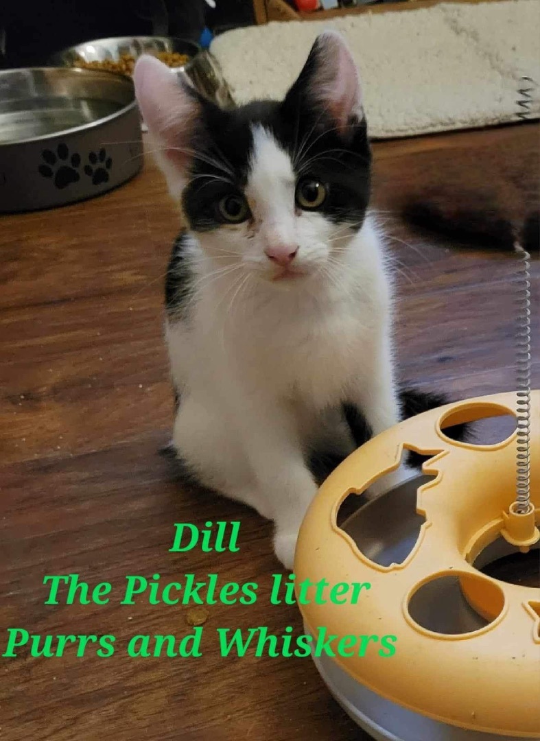 Dill, an adoptable Domestic Short Hair in New Hartford, NY, 13413 | Photo Image 2