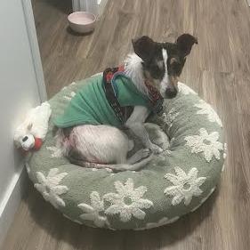 Enlarge Tulip, a Adoptable mixed breed in Northville, MI image 1/2