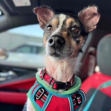 Enlarge Tulip, a Adoptable mixed breed in Northville, MI image 2/2