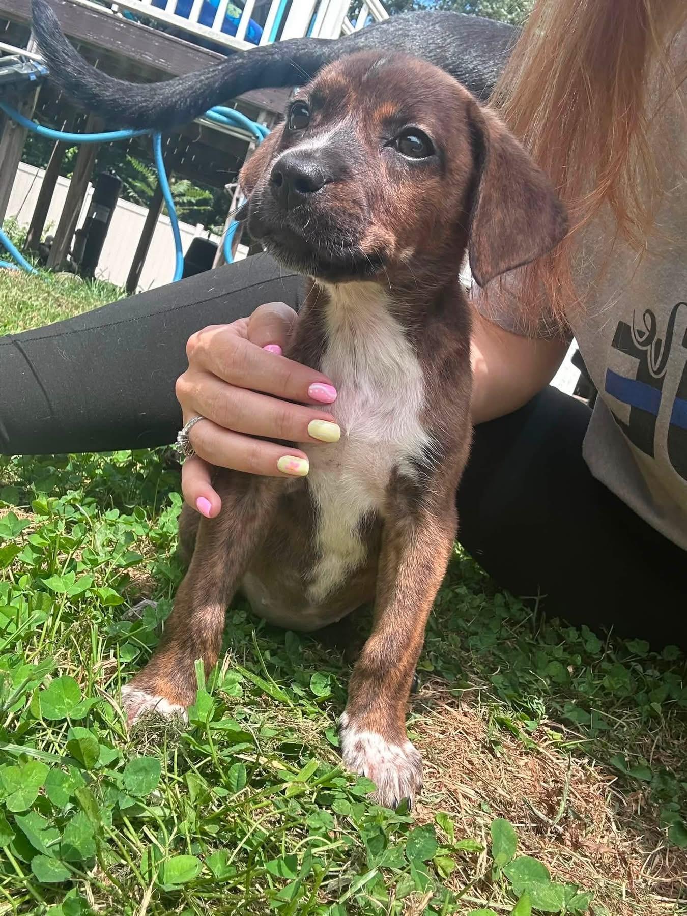 Roo, ADOPTABLE, Puppy Female Boxer.