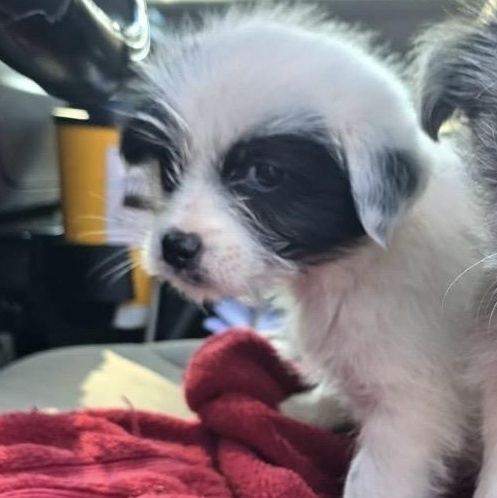 Maya (Coming 2/26/26), Adoptable, Puppy Female Mixed Breed.