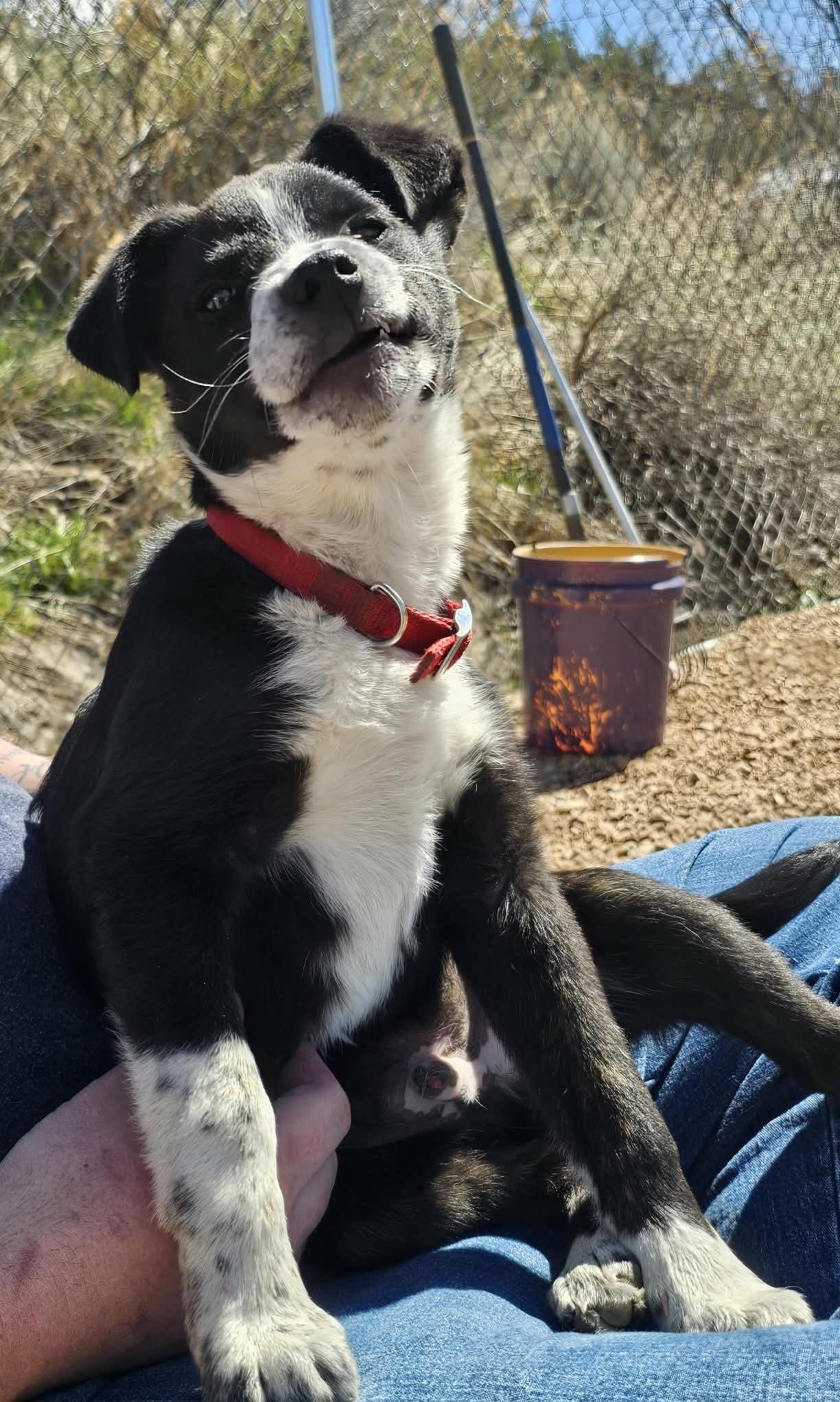 Clifford, ADOPTABLE, Puppy Male Border Collie & Boston Terrier.