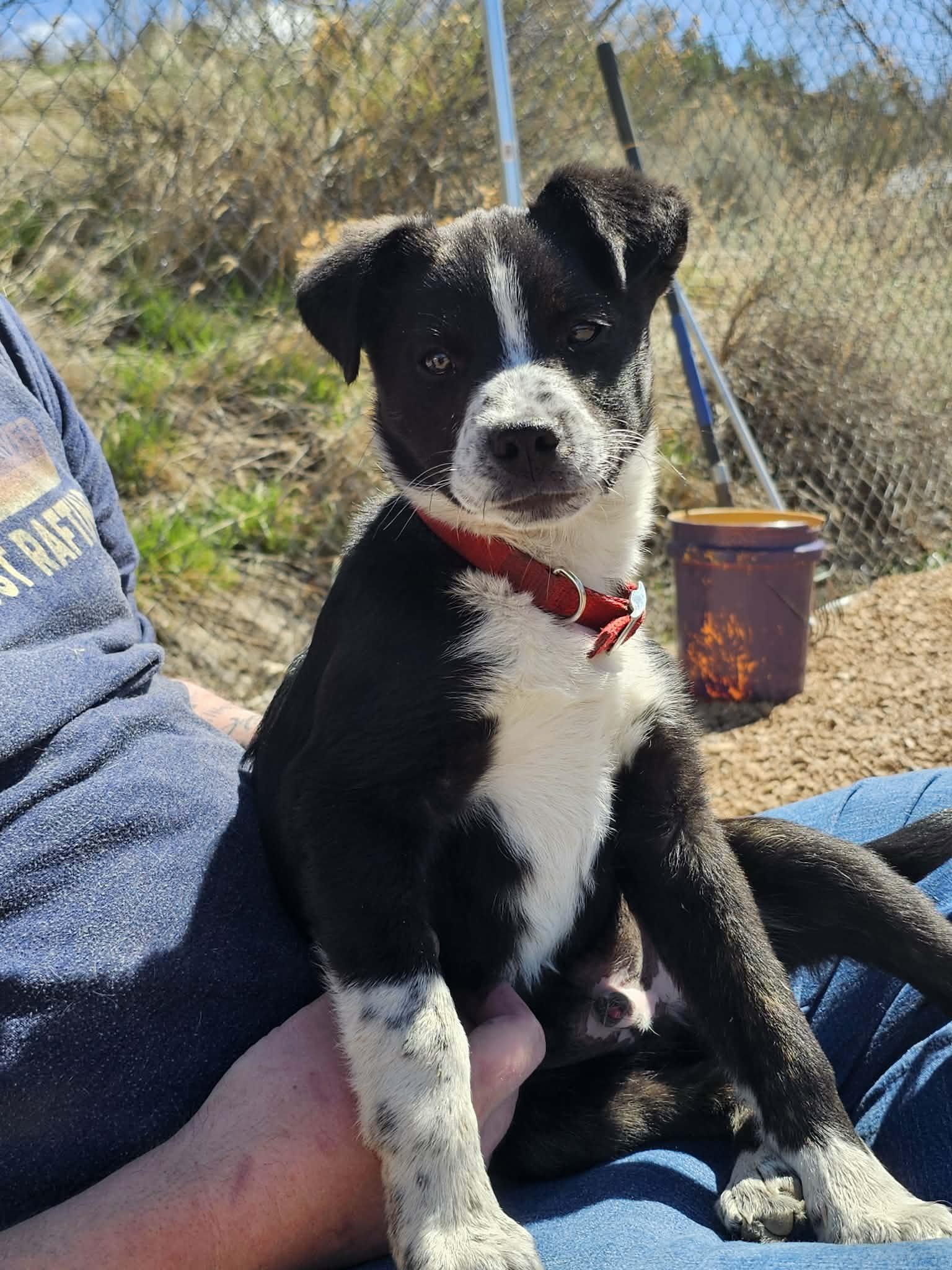 Enlarge Clifford, a ADOPTABLE mixed breed in Newcastle, WY image 2/2