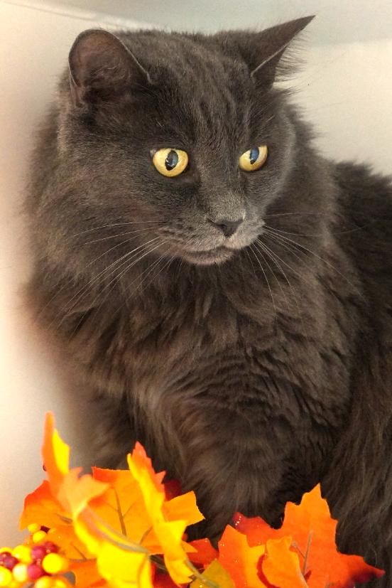 Enlarge Phoebe, a Adoptable Domestic Long Hair in Grants Pass, OR image 2/3
