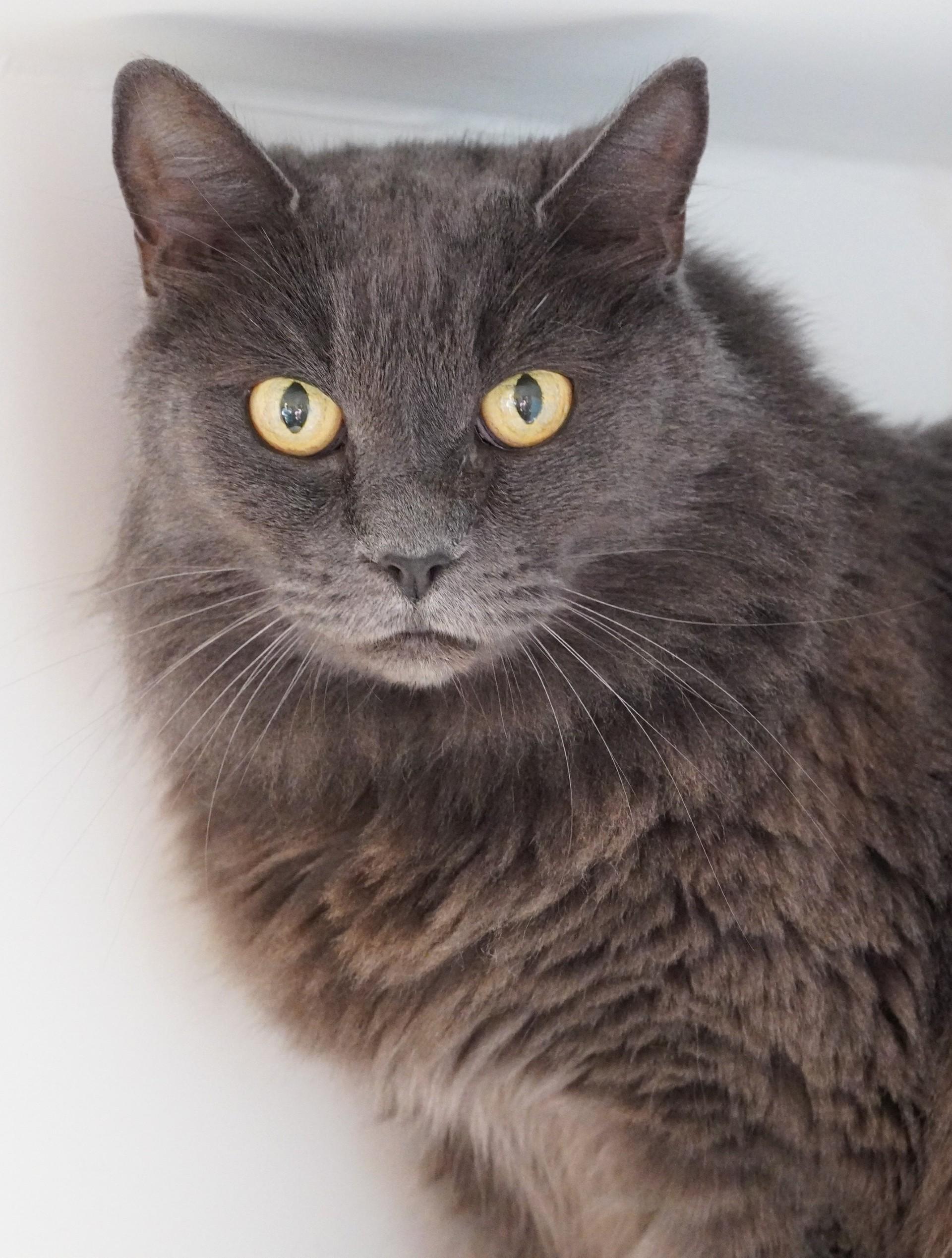 Phoebe, Adoptable, Senior Female Domestic Long Hair.