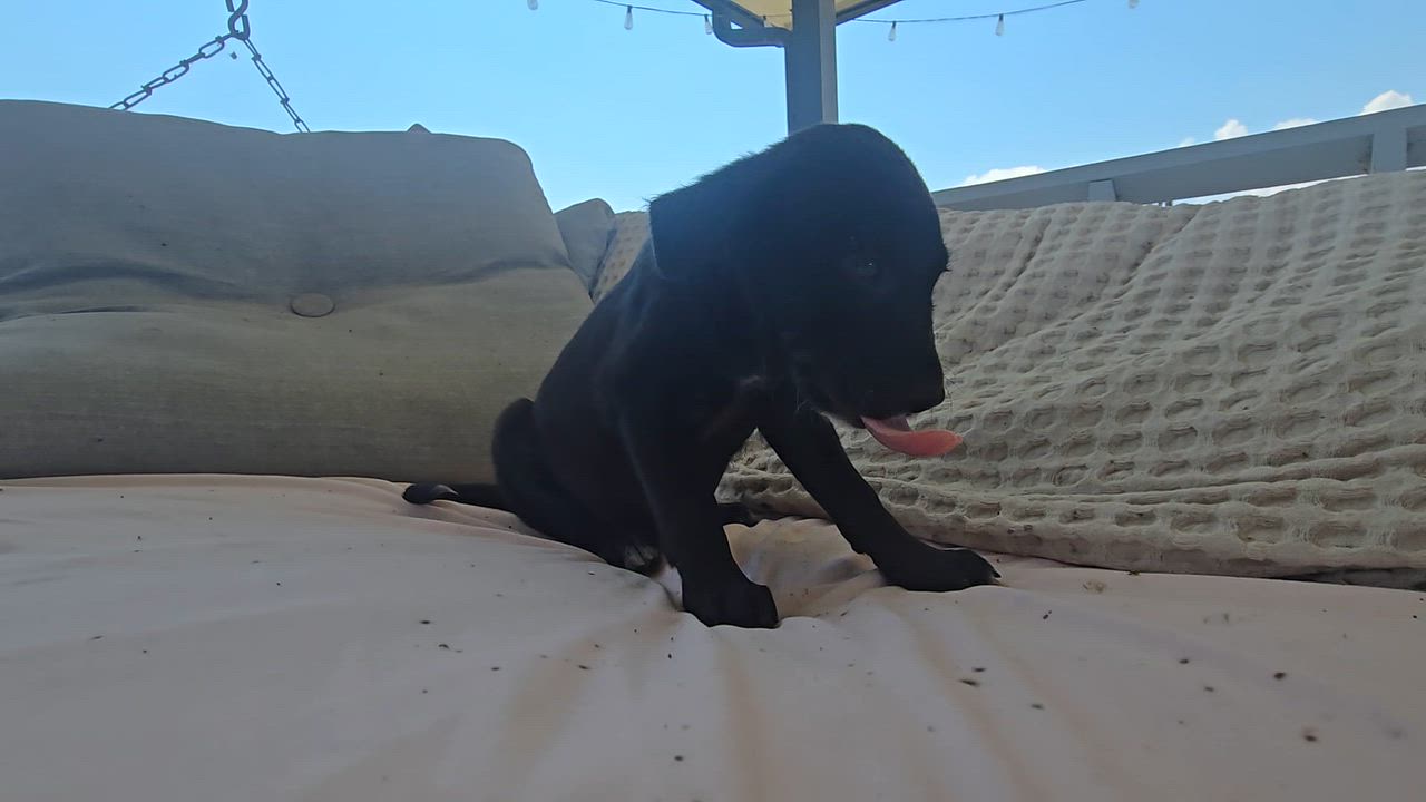 Enlarge Sonya, a Adopted mixed breed in Baytown, TX video 2/2