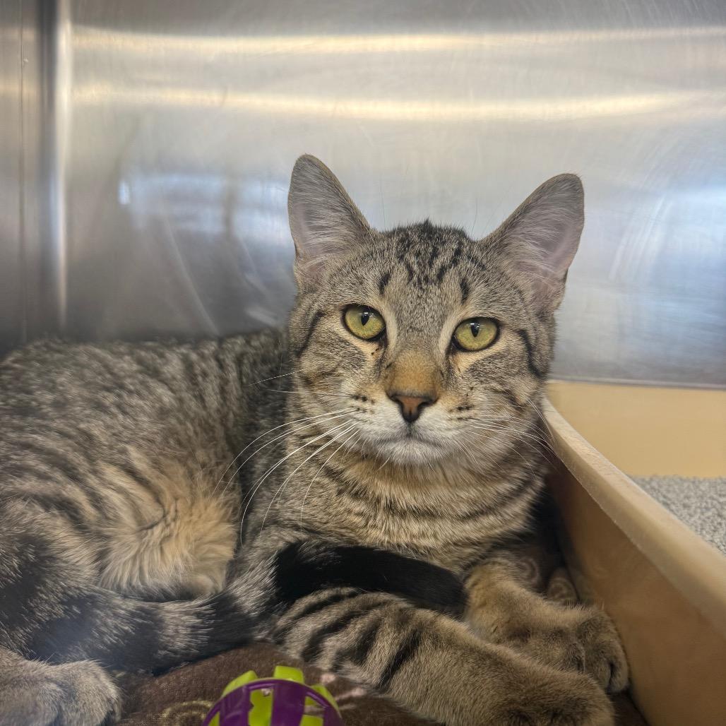 Cheers , adopted, Young Male Domestic Short Hair.