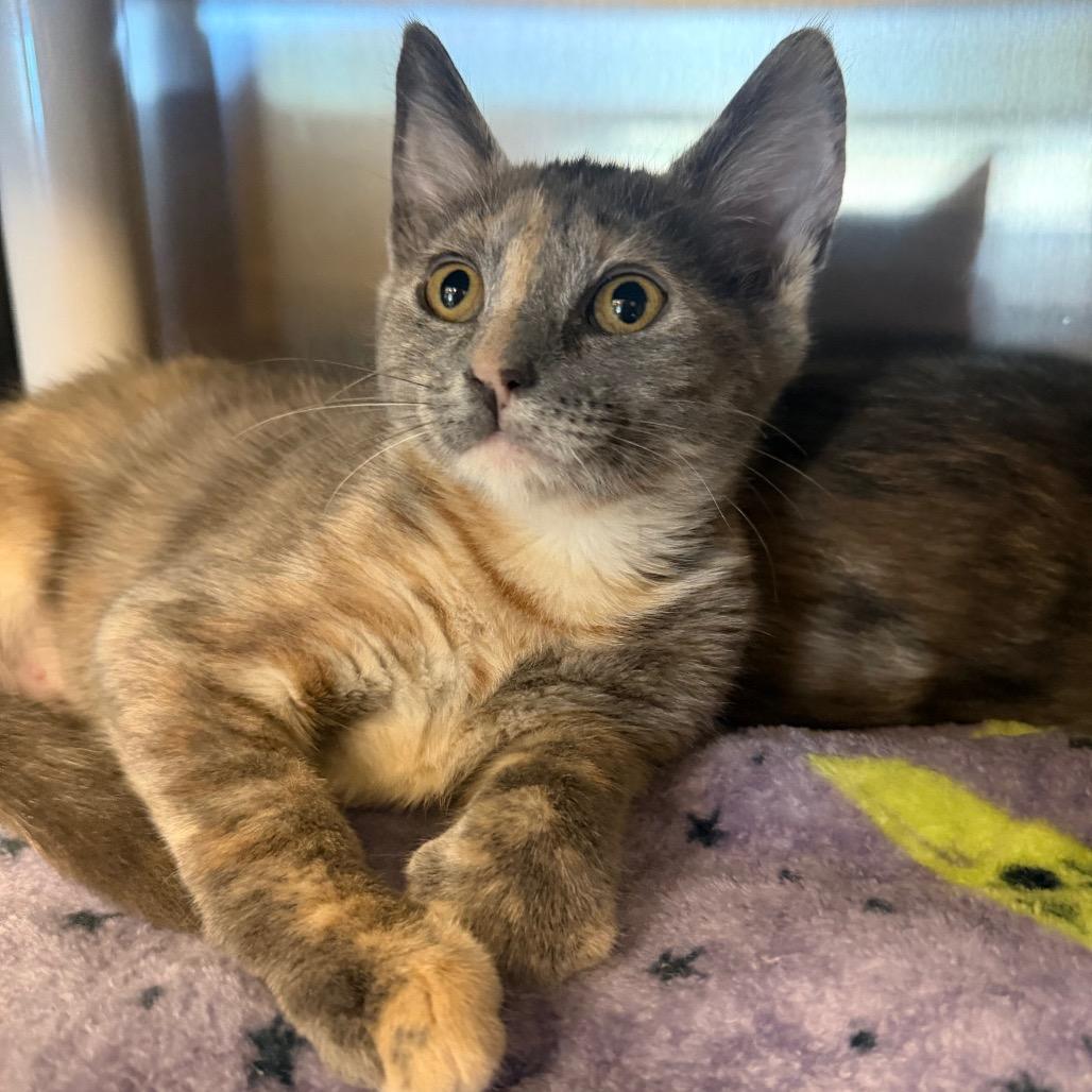 Anna, Adoptable, Kitten Female Domestic Short Hair.