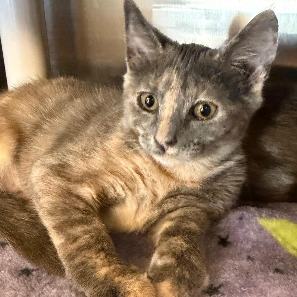 Enlarge Anna, a Adoptable Domestic Short Hair in Keizer, OR image 2/3