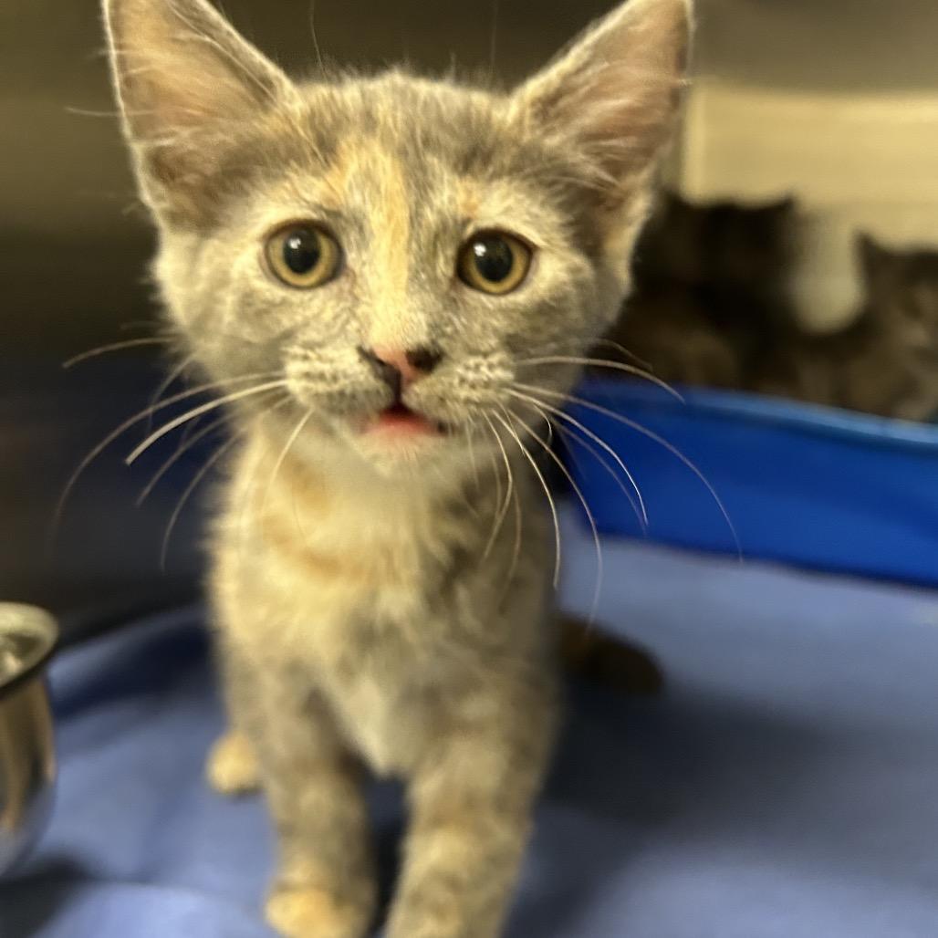 Enlarge Anna, a Adoptable Domestic Short Hair in Keizer, OR image 3/3
