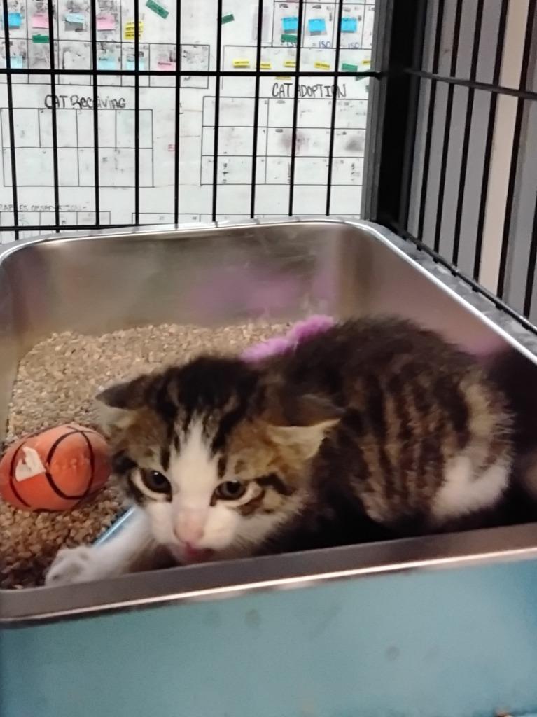 Spicy Spring Roll, Adoptable, Kitten Male Domestic Short Hair.