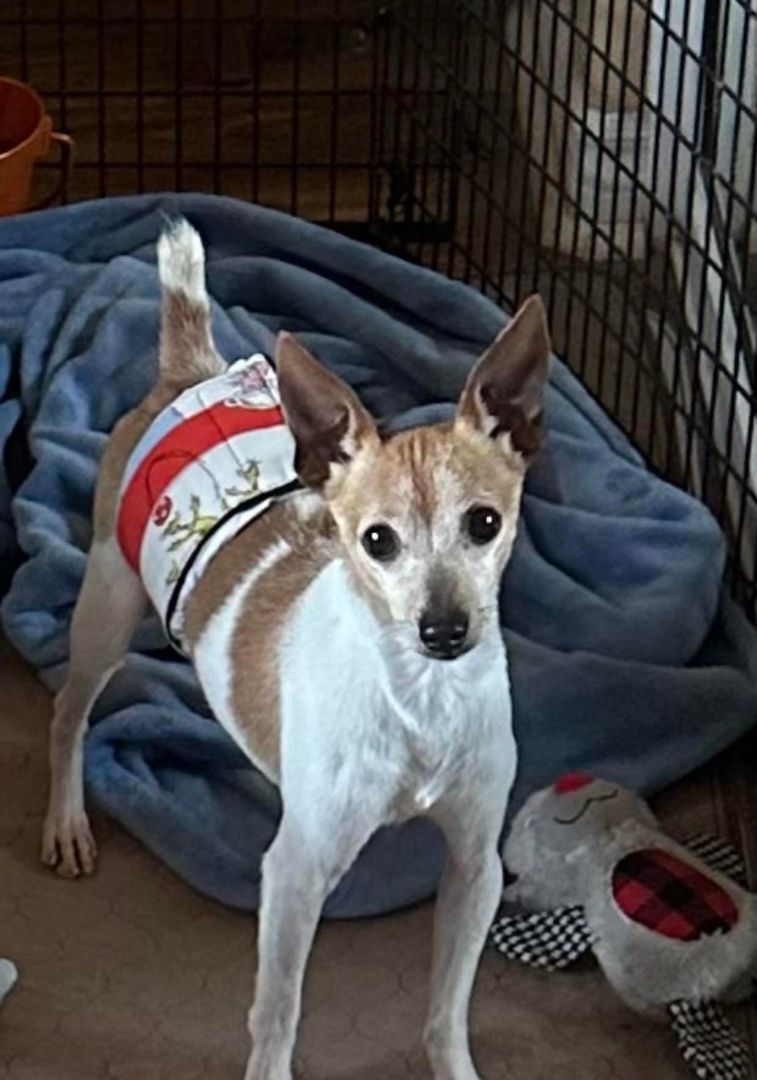 Enlarge Blitzen in CA , a Adopted Toy Fox Terrier in Tulare, CA image 1/1
