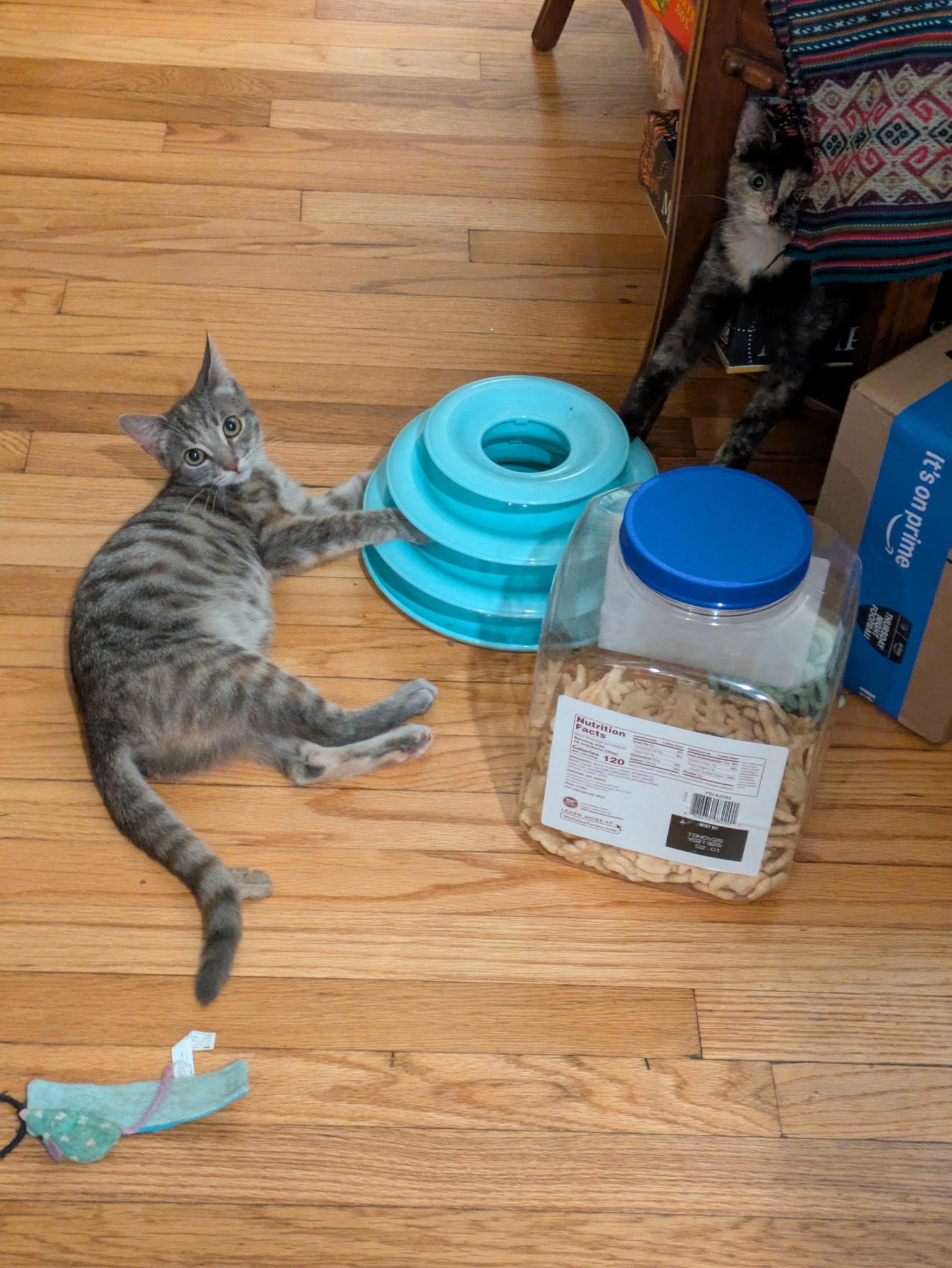 Jaida & Angie (bonded pair), Adoptable, Kitten Female Domestic Short Hair.