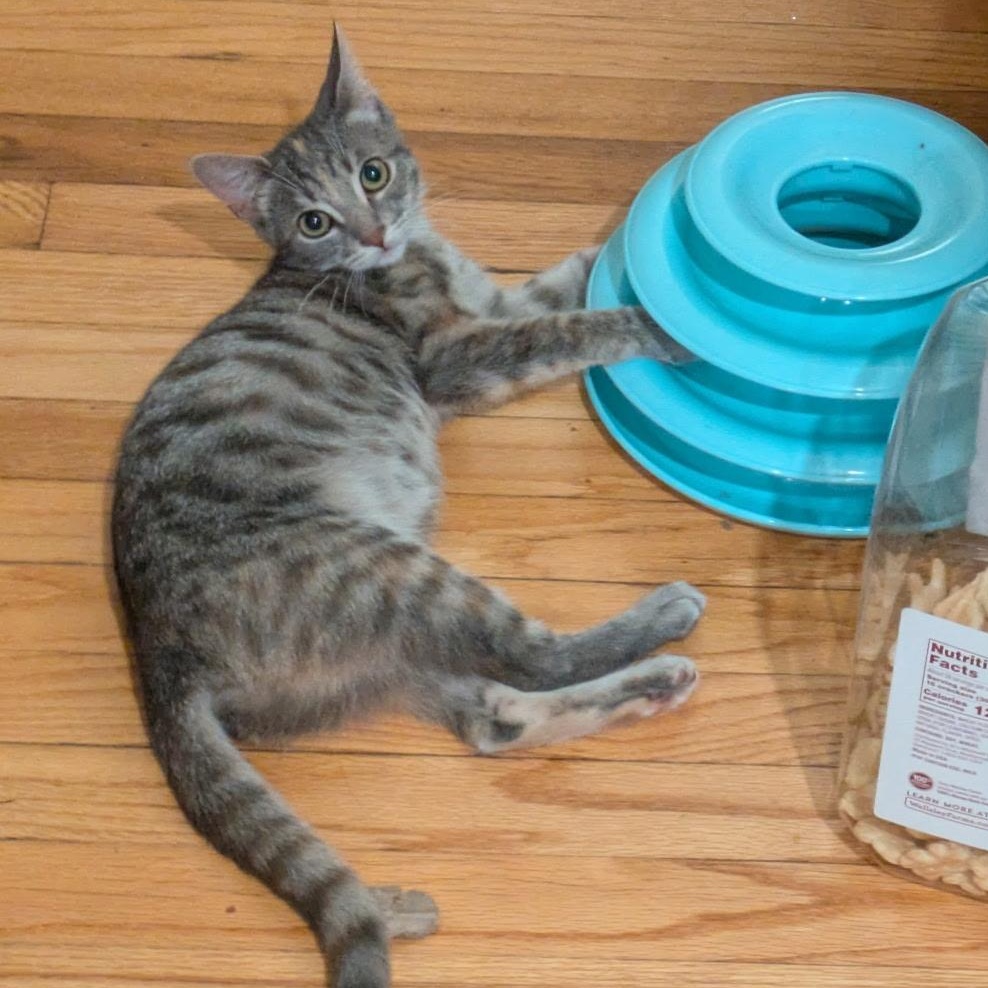 Enlarge Jaida & Angie (bonded pair), a Adoptable Domestic Short Hair in Syracuse, NY image 2/6