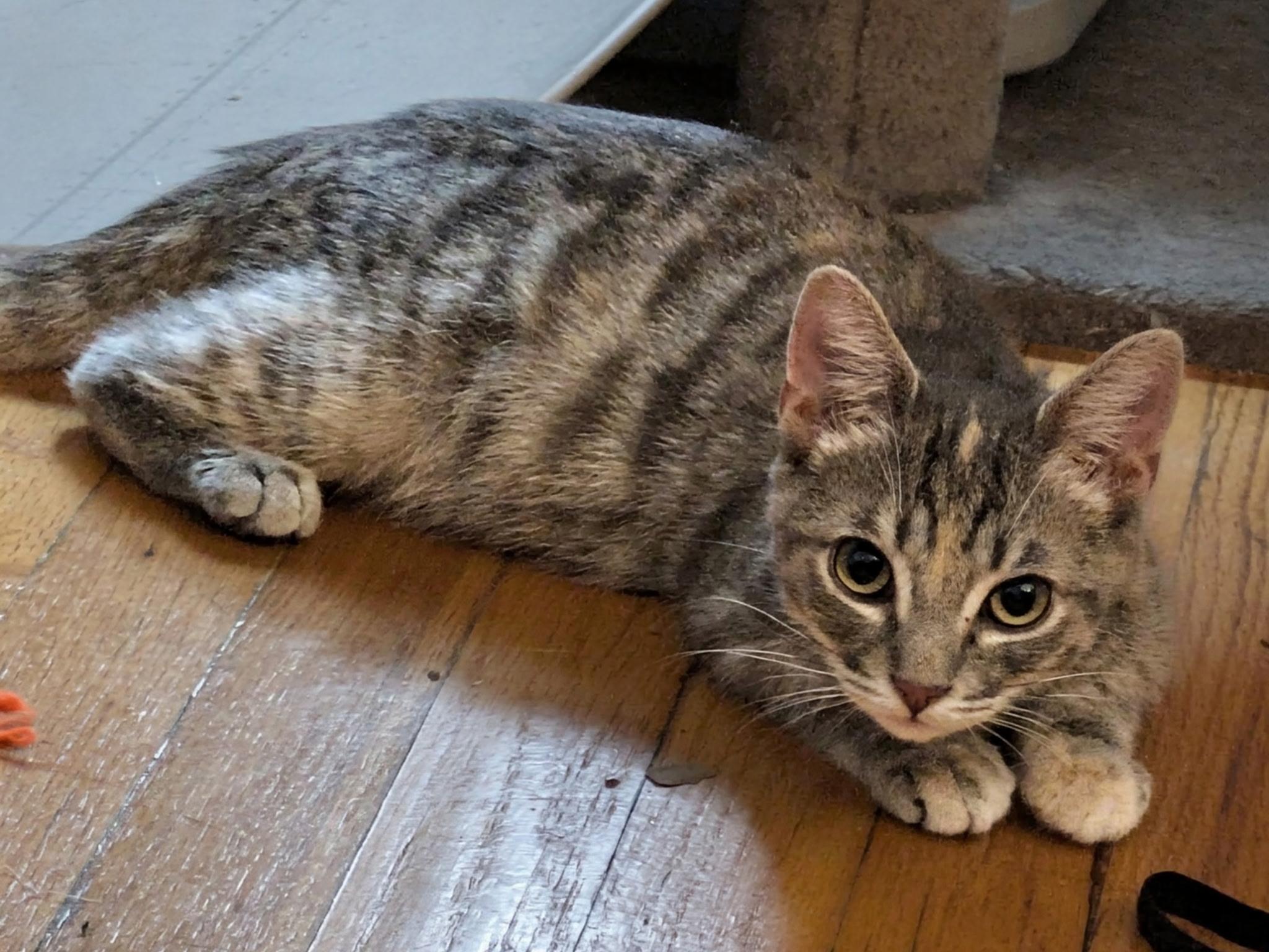 Enlarge Jaida & Angie (bonded pair), a Adoptable Domestic Short Hair in Syracuse, NY image 2/6