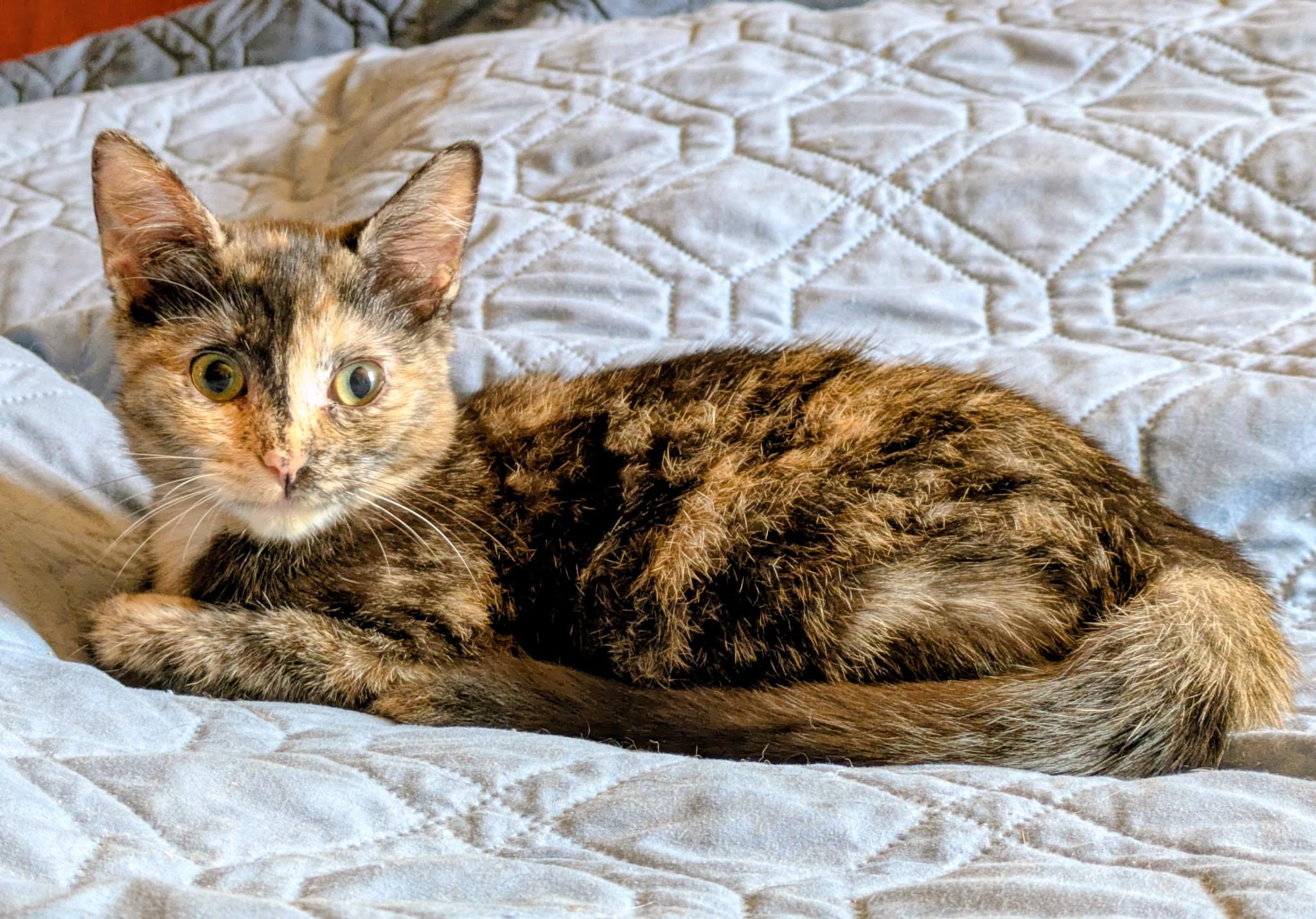 Jaida & Angie (bonded pair)