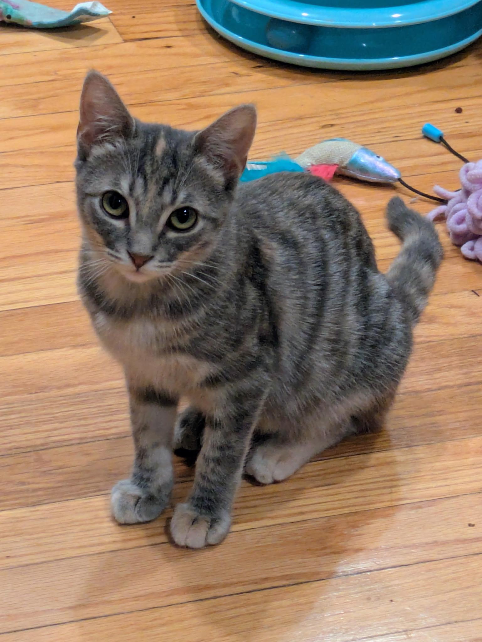 Enlarge Jaida & Angie (bonded pair), a Adoptable Domestic Short Hair in Syracuse, NY image 5/6