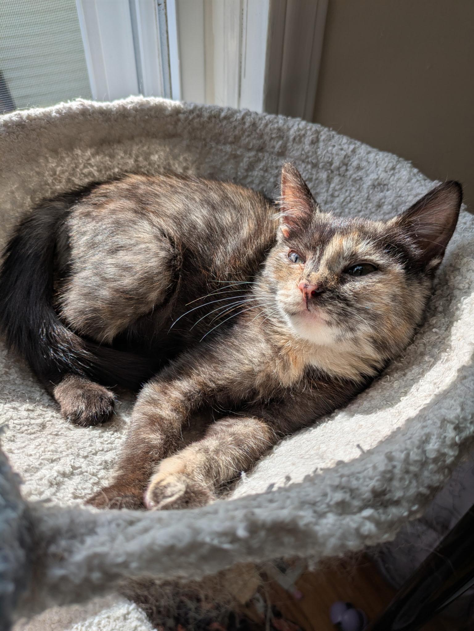 Enlarge Jaida & Angie (bonded pair), a Adoptable Domestic Short Hair in Syracuse, NY image 6/6